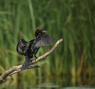 Pygmy Cormorant