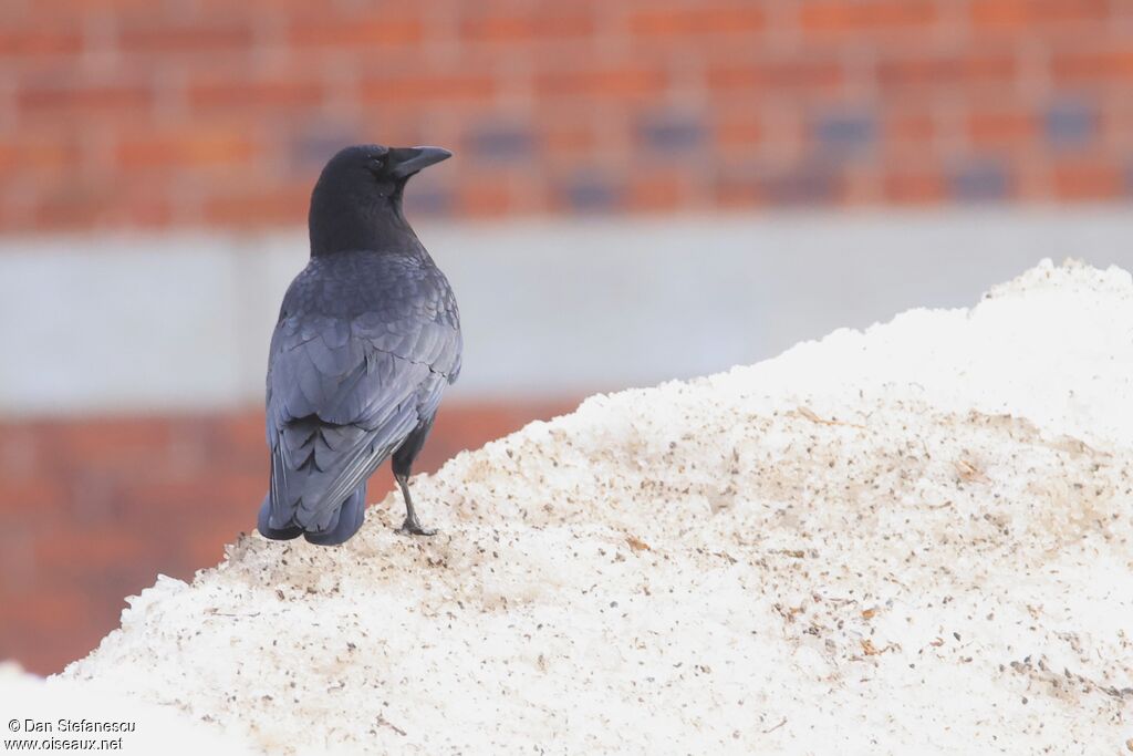 Corneille d'Amérique