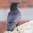 Corneille d'Amérique