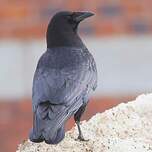 Corneille d'Amérique