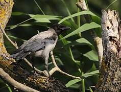 Hooded Crow