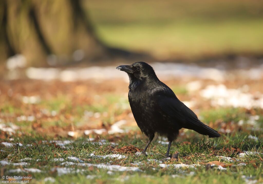 Carrion Crow