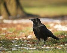 Carrion Crow