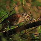 Coucal à sourcils blancs
