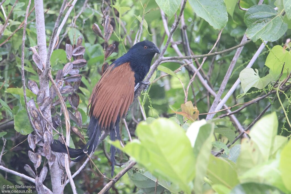 Coucal toulou
