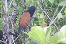 Coucal toulou