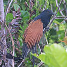 Coucal toulou
