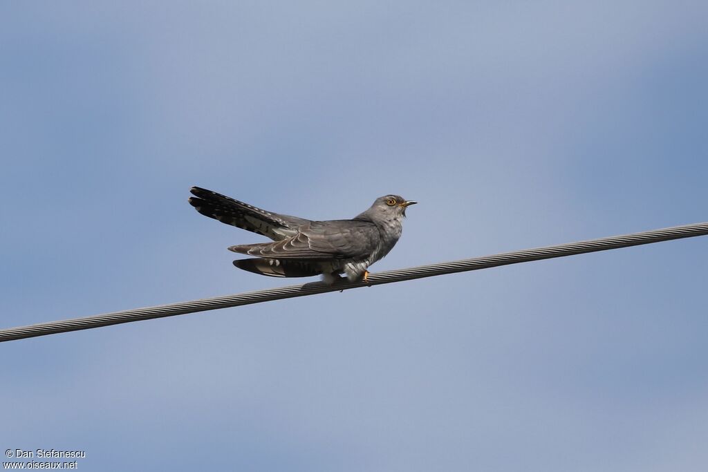 Common Cuckooadult, song