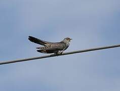 Common Cuckoo