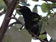 Asian Koel