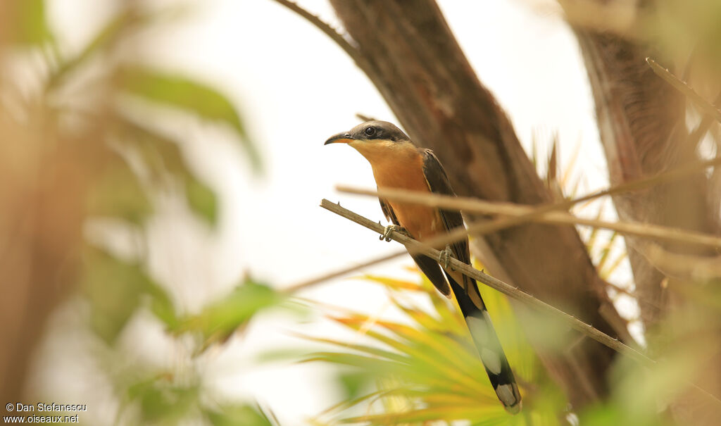 Mangrove Cuckooadult