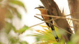 Mangrove Cuckoo