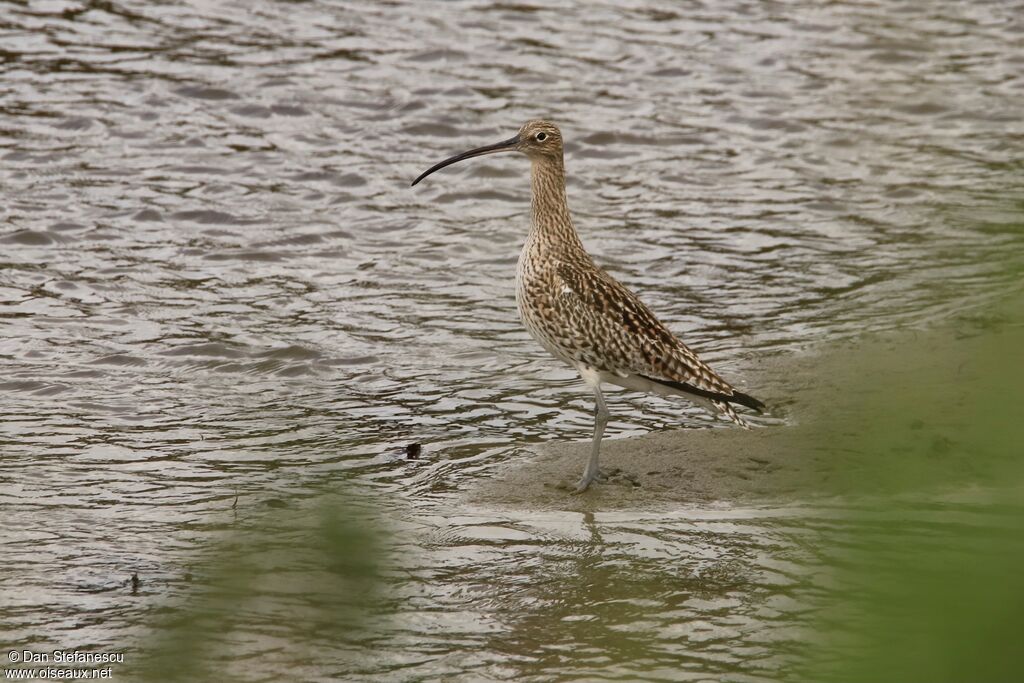 Eurasian Curlewadult