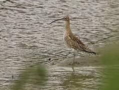 Eurasian Curlew