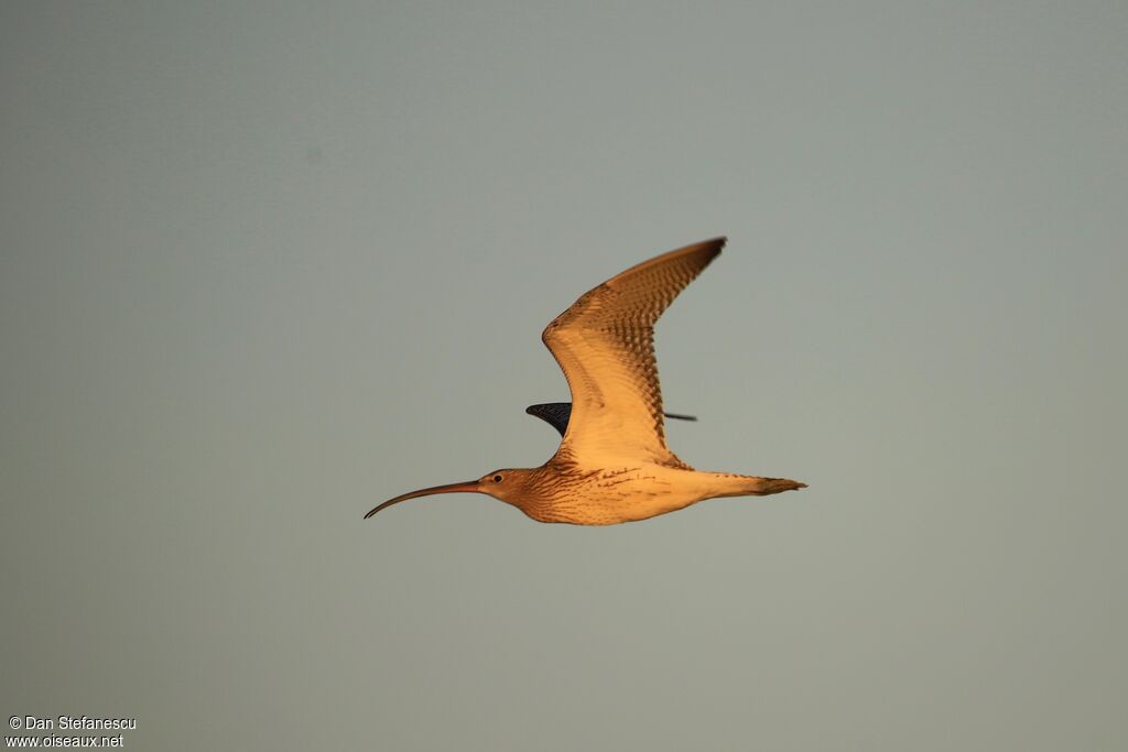 Eurasian Curlewadult, Flight