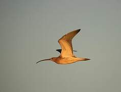 Eurasian Curlew