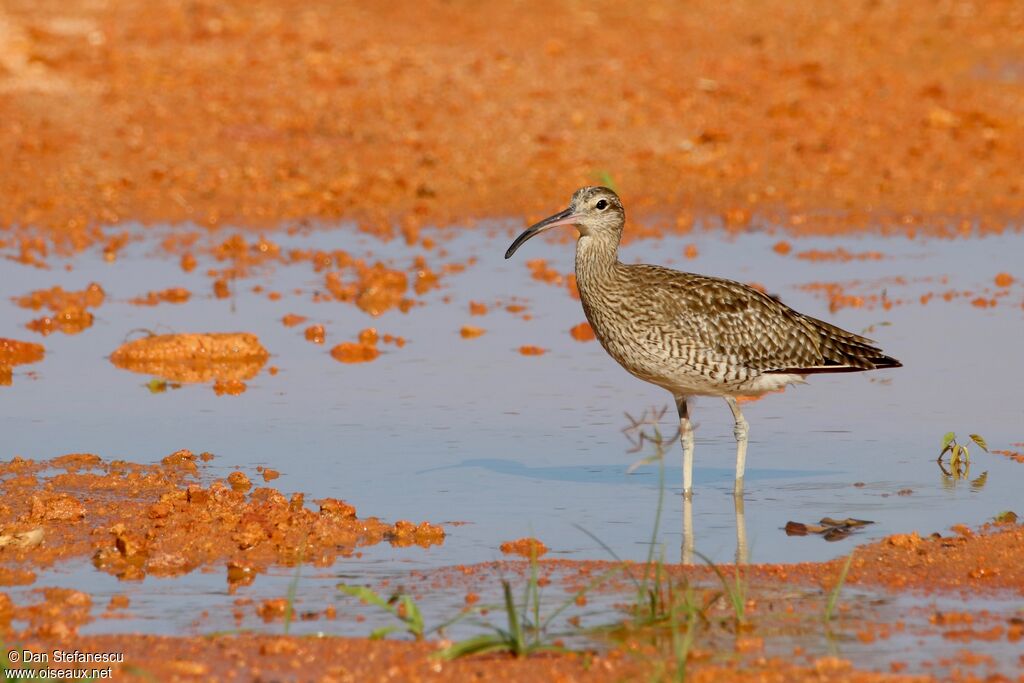 Eurasian Whimbreladult