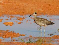 Eurasian Whimbrel