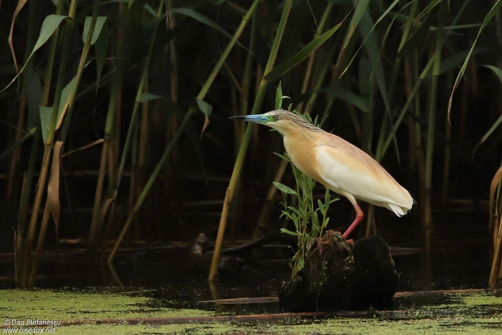 Squacco Heronadult breeding