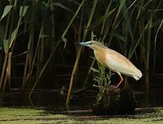 Squacco Heron