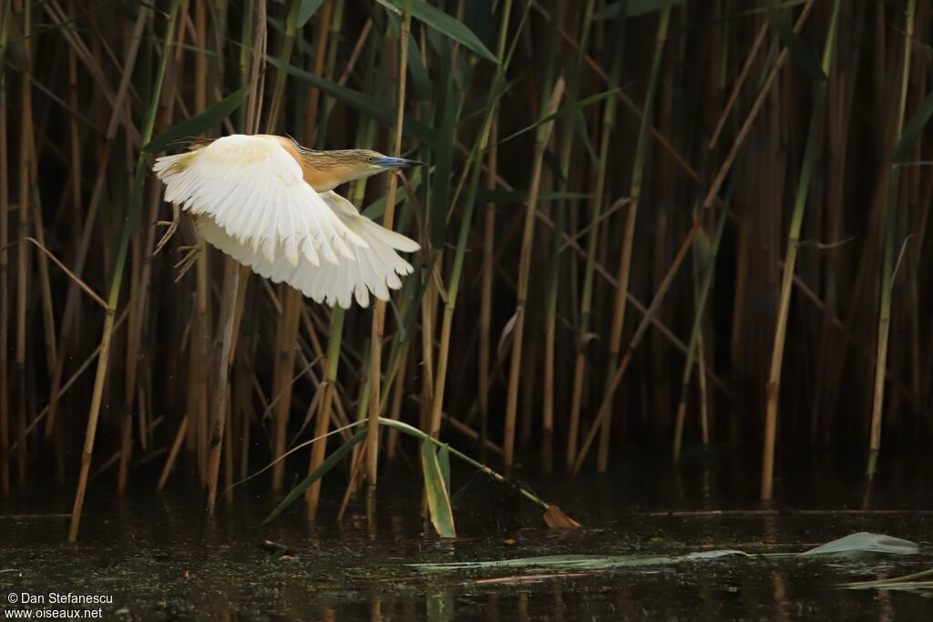 Squacco Heronadult breeding, Flight