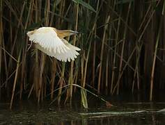 Squacco Heron