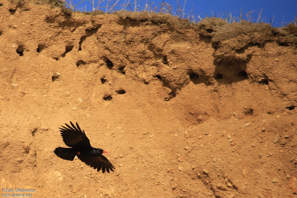 Red-billed Choughadult, Flight