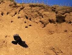 Red-billed Chough