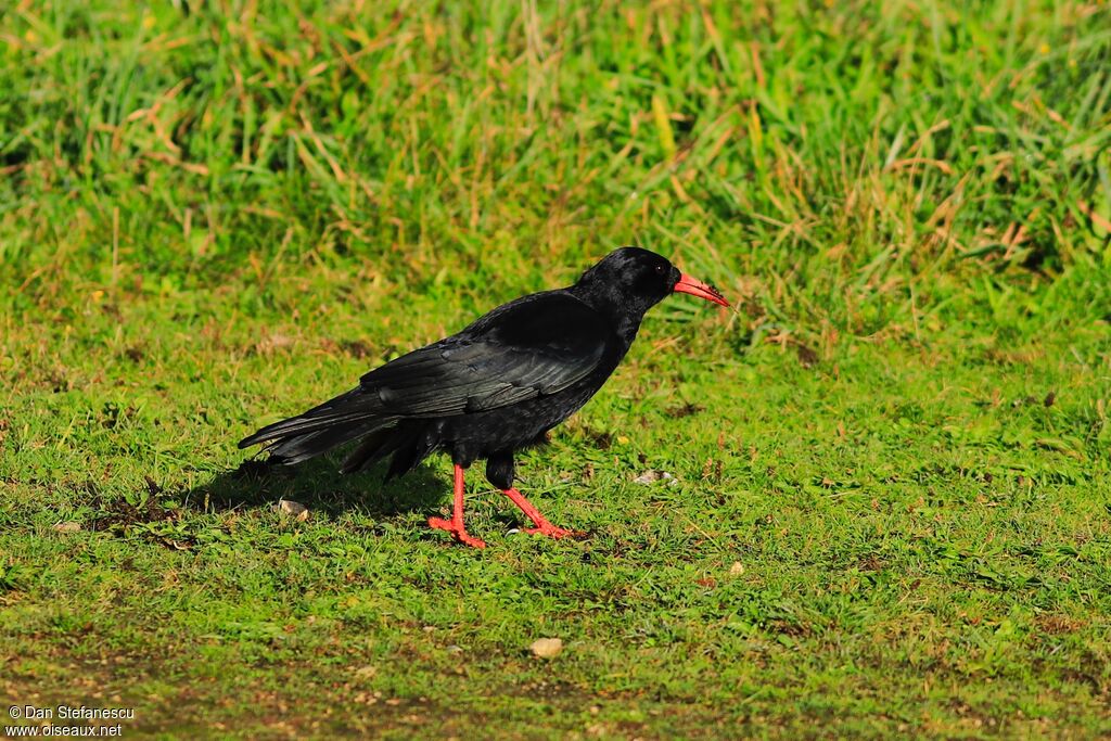 Red-billed Choughadult, walking, eats