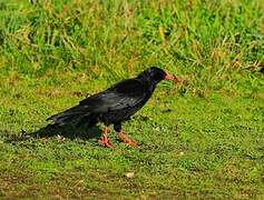 Red-billed Chough