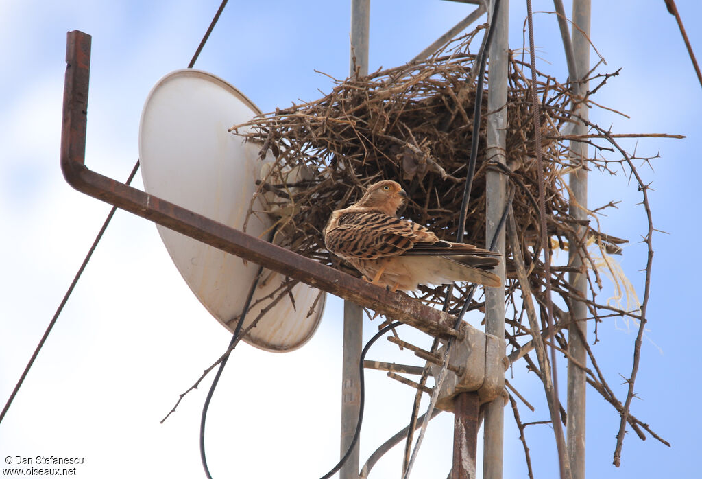 Greater Kestrel