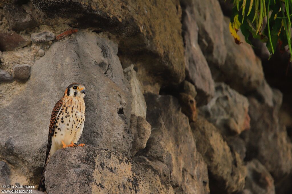 American Kestrel female adult