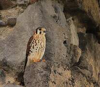 American Kestrel