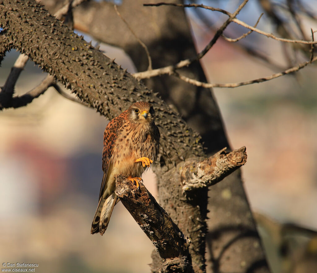 Common Kestrel (canariensis) male adult