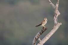 Crécerelle malgache