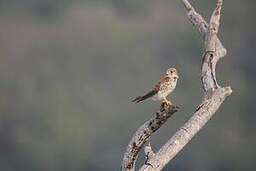 Crécerelle malgache