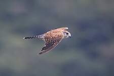 Crécerelle malgache