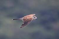 Crécerelle malgache