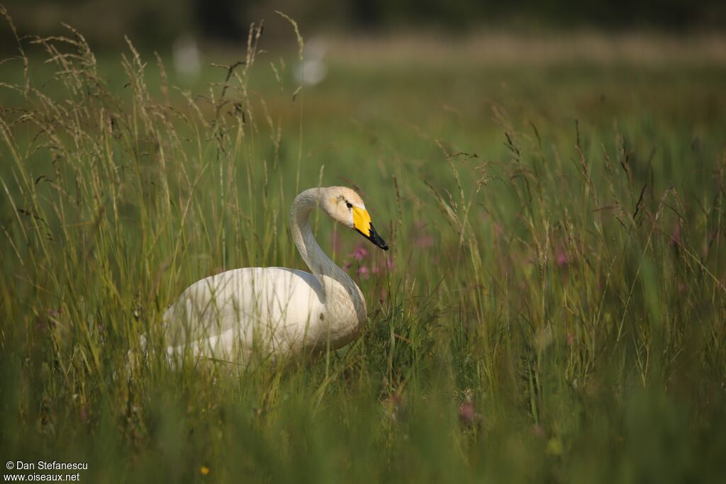 Cygne chanteur