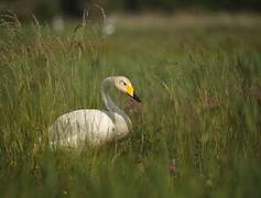 Whooper Swan