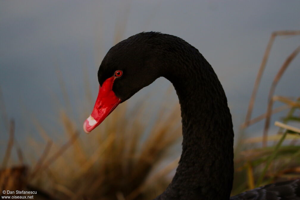 Black Swanadult