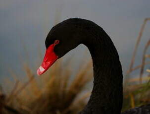 Cygne noir