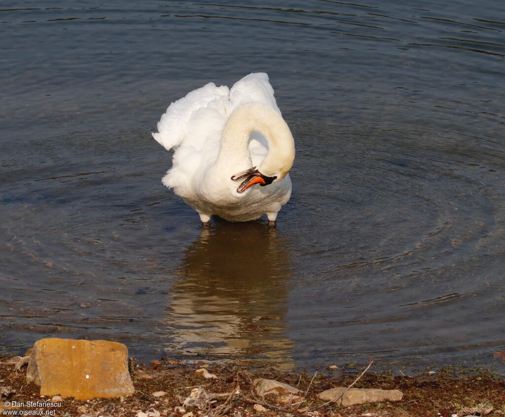Mute Swanadult