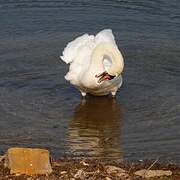 Mute Swan