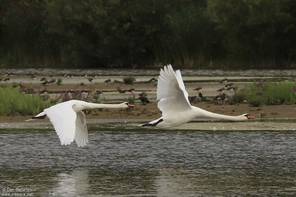 Cygne tuberculéadulte, Vol