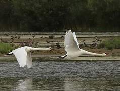 Mute Swan