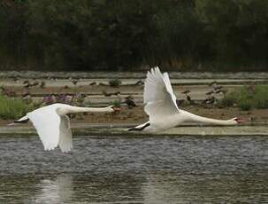 Cygne tuberculé