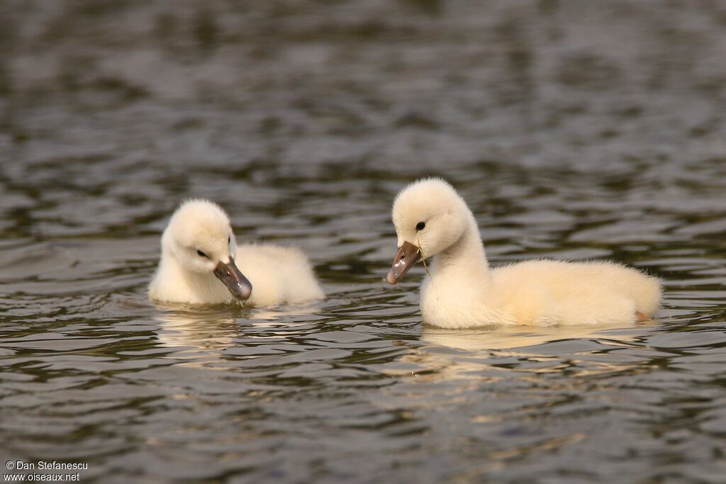 Cygne tuberculéPoussin