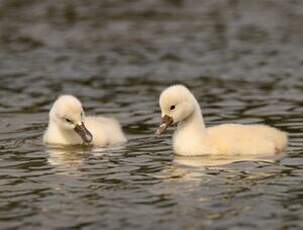 Cygne tuberculé