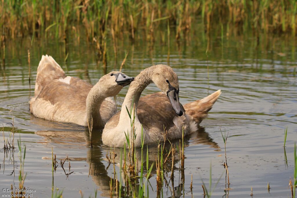 Mute Swanjuvenile, swimming